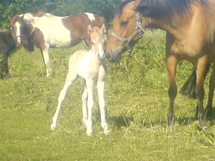 Anden særlig race Surprise  - mig & min mor ´Bambi´ (:  billede 4