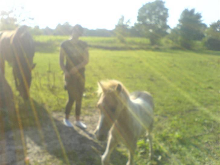 Anden særlig race Surprise  - hjæælp ´ Louise jagter mig . :b   solen skinner ´  billede 5