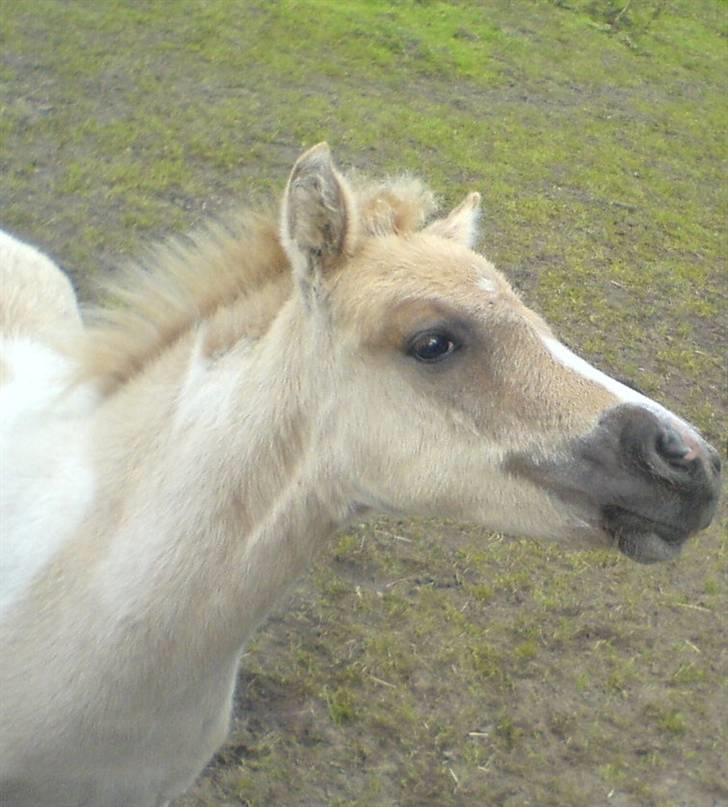 Anden særlig race Surprise  - hm .. billede 6