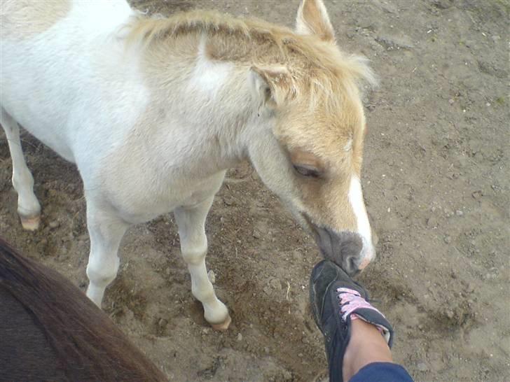 Anden særlig race Surprise  - mhh , jeg elsker sko !  billede 7