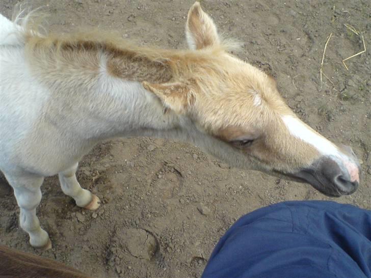 Anden særlig race Surprise  - hm .. billede 8