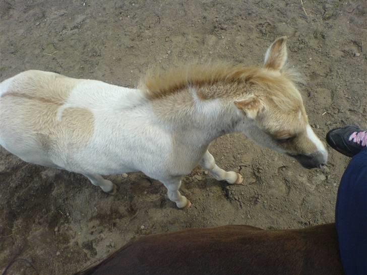 Anden særlig race Surprise  - se min fine ål . (:  billede 9