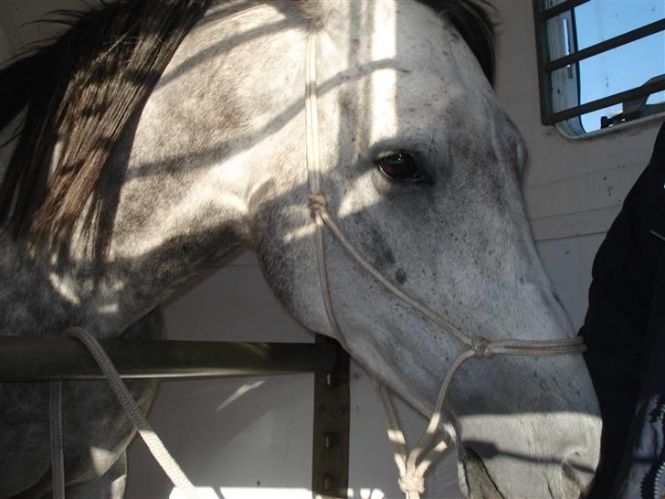 Anden særlig race Million Dollar Baby SOLGT - Victor har lært at gå i trailer ;) billede 1