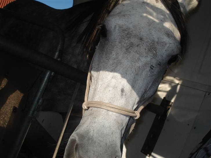 Anden særlig race Million Dollar Baby SOLGT - nyder alt den opmærkomhed !!:D billede 2