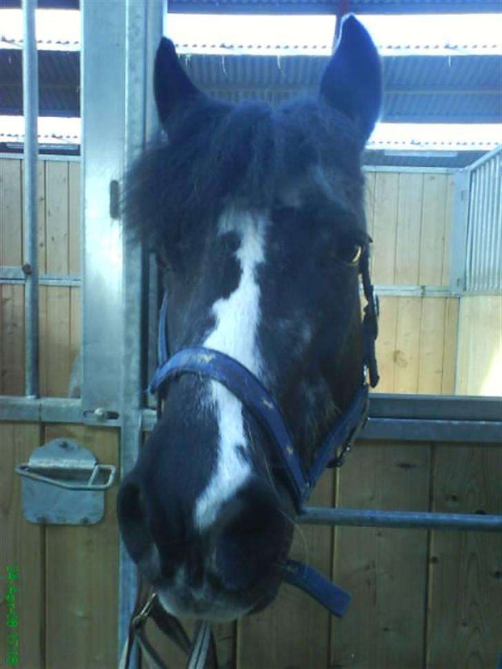 DSP Ca-pia *Død* <3 - Velkommen Til Ca-pia´s profil .Smid en kommentar :) (Ca-pia´s smukke hoved .) billede 1