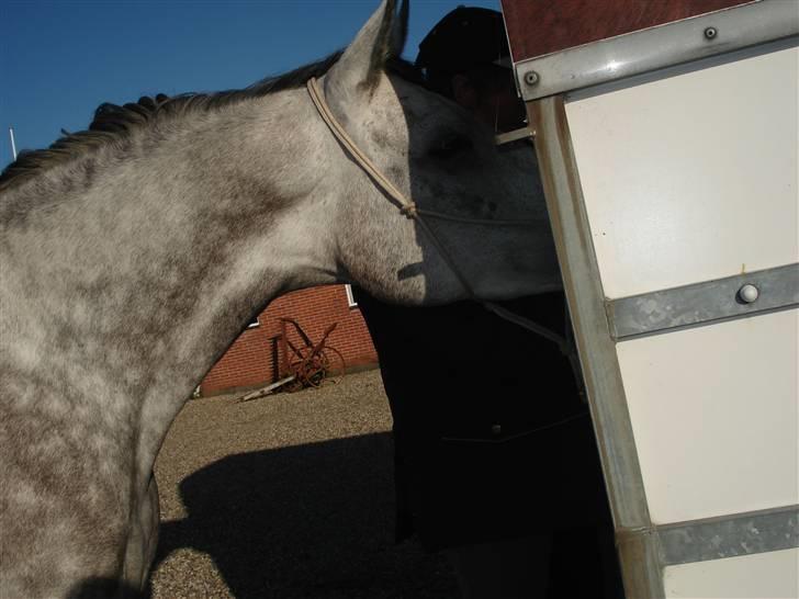 Anden særlig race Million Dollar Baby SOLGT - Besøg,  af "hestehviker" Bettina Mørch :) billede 3