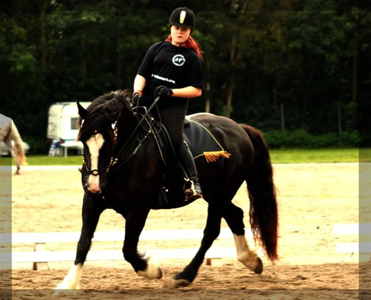 Irish Cob Crossbreed Morrigan STER & CHAMPION - # 20 - Igen Cobkür. billede 19