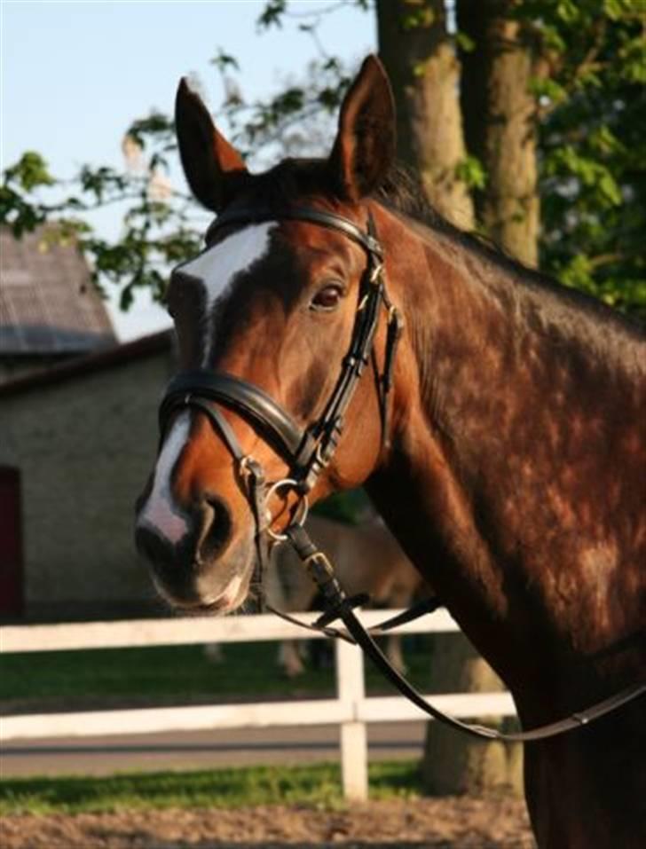 Dansk Varmblod Gulrose Kilen billede 1