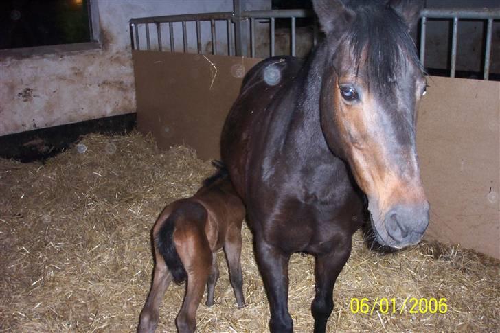 New Forest Flicka - er de ikke bare søde (L) billede 1