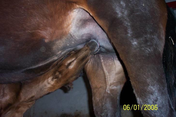 New Forest Flicka - mit føl som står og drikker mælk billede 2