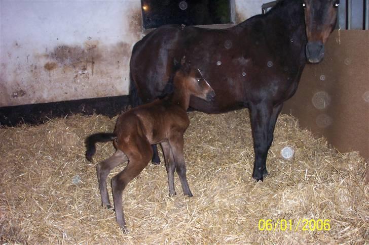 New Forest Flicka - elsker jer (L) billede 3