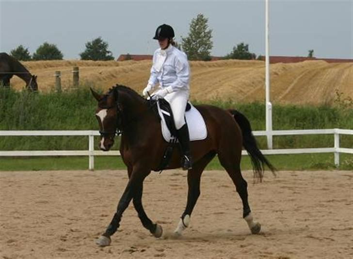 Dansk Varmblod Gulrose Kilen billede 2