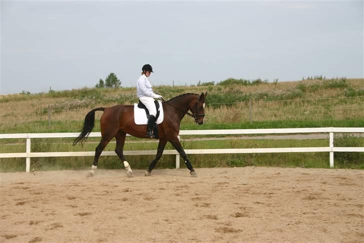 Dansk Varmblod Gulrose Kilen billede 3