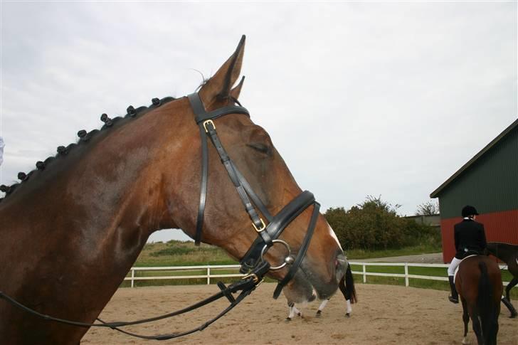 Dansk Varmblod Gulrose Kilen billede 4