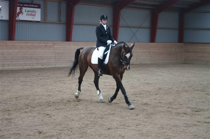 Dansk Varmblod Gulrose Kilen billede 5