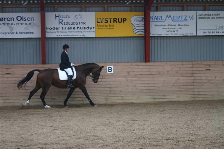 Dansk Varmblod Gulrose Kilen billede 6