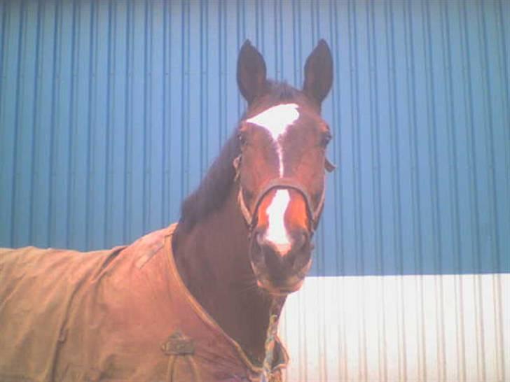 Dansk Varmblod Gulrose Kilen billede 7