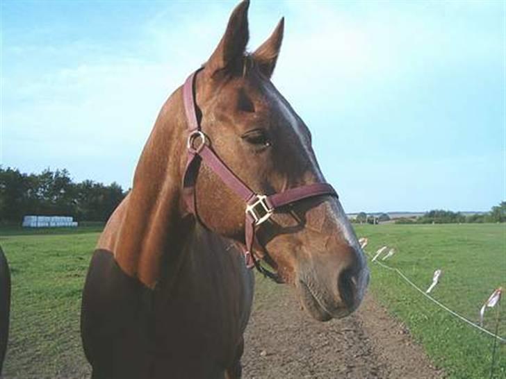 Anden særlig race Maxime de Chazelle* Død* - Max hjemme ved min søster billede 1