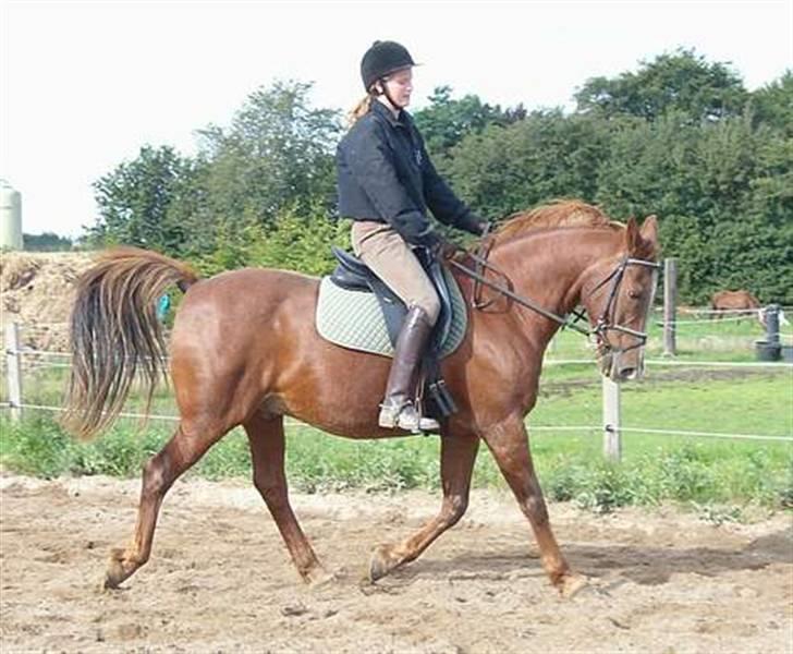 Anden særlig race Maxime de Chazelle* Død* - Lea som arbejde for min søster rider Max billede 3
