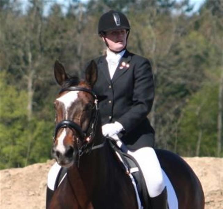 Dansk Varmblod Gulrose Kilen billede 8