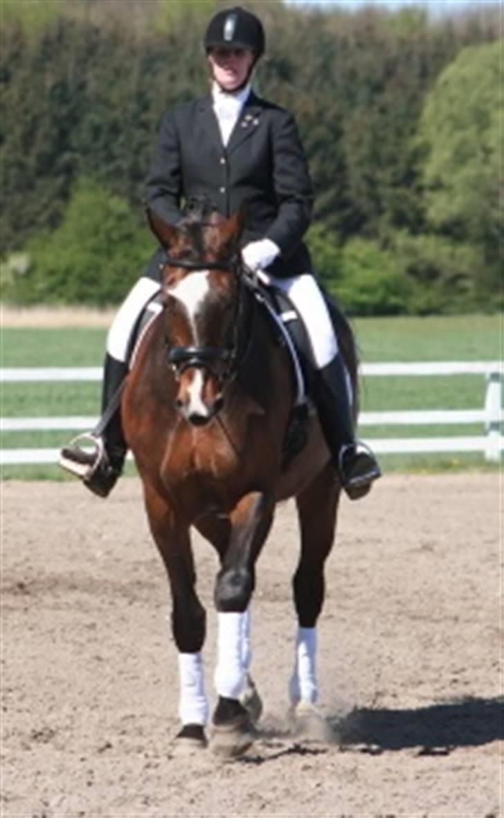 Dansk Varmblod Gulrose Kilen billede 9