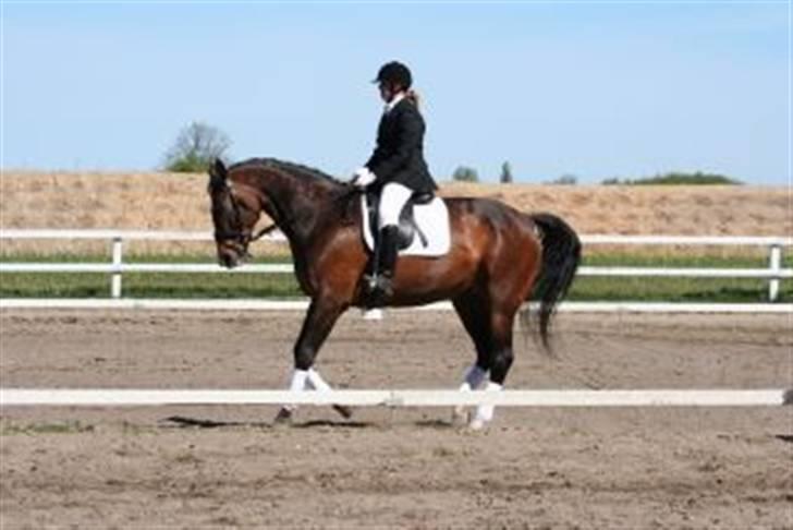 Dansk Varmblod Gulrose Kilen billede 10