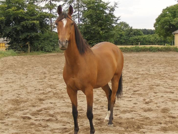 Arabisk fuldblod (OX) Alarming ox 2501 - ridebanen igen billede 4