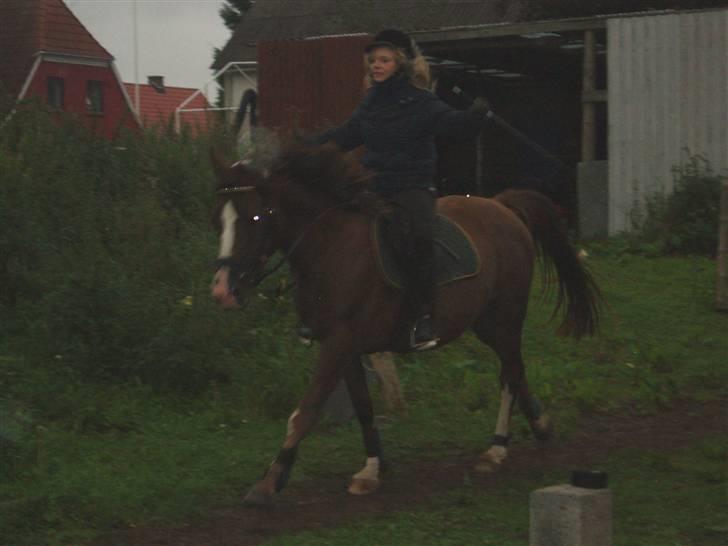 Anden særlig race Spirit billede 17