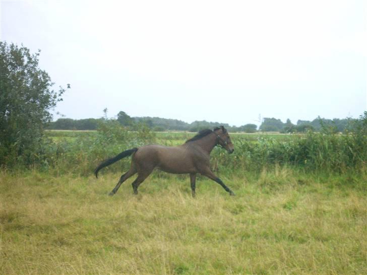 DSP Chicago Kærlund. Solgt - så fin billede 4