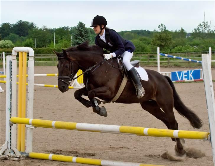 Welsh Cob (sec D) Silva - Velkommen til Silvas profil (: billede 1