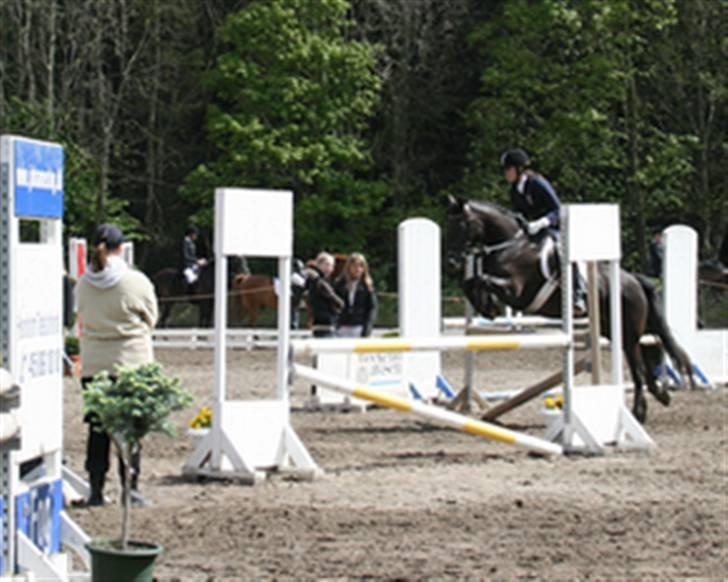 Welsh Cob (sec D) Silva - LA, HØRS. billede 2