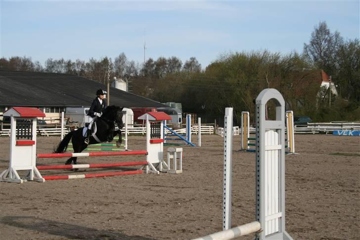 Welsh Cob (sec D) Silva - LC på Vedbæk Rideklub (L) billede 3