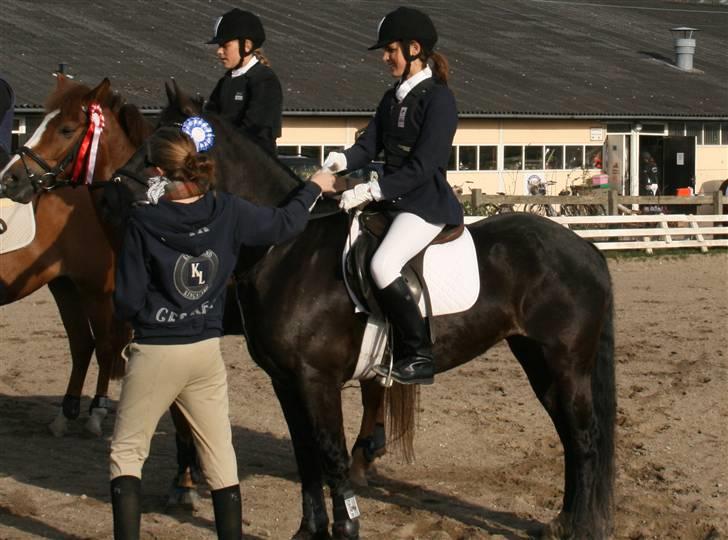 Welsh Cob (sec D) Silva - 2. plads i LC billede 4