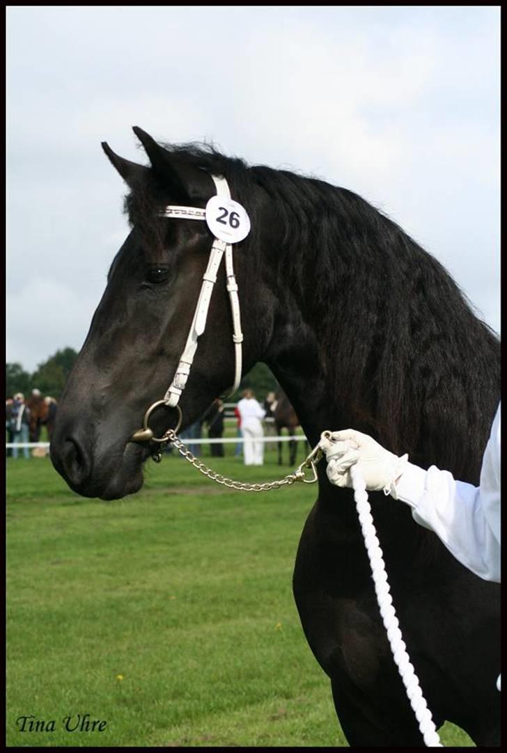 Frieser Maike Rozalien J. - Maike til Store Hestedag 2006. Gik fløj med 9 i helhed. billede 19