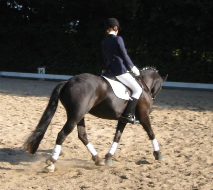 Welsh Cob (sec D) Silva - Lc2, 1. plads. billede 6