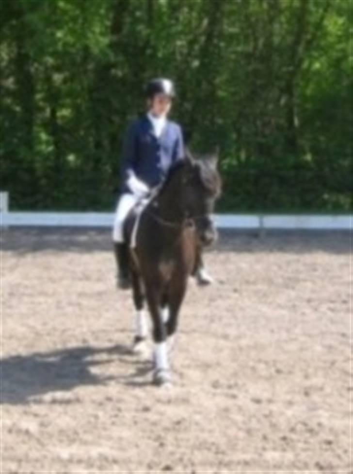 Welsh Cob (sec D) Silva - Lc1, 1. plads billede 7