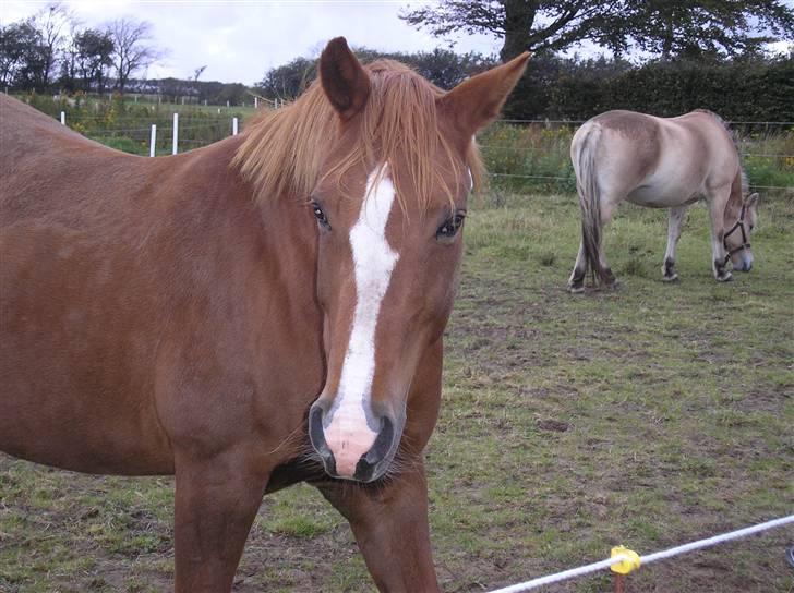 DSP Safirs Laika billede 15