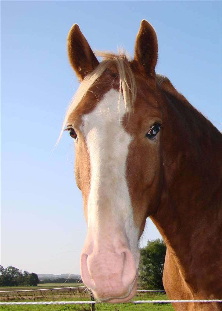 Anden særlig race Baldur billede 11