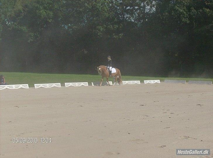 Haflinger Hjorthekærs Ferrari - Ferrari og sille sep 2010 billede 6
