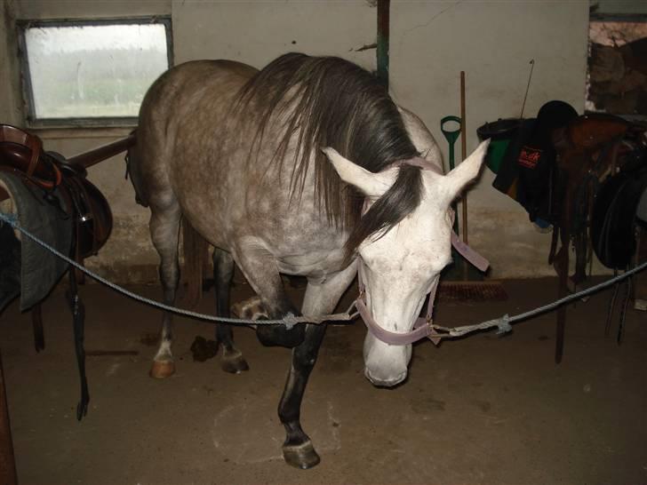 Anden særlig race Million Dollar Baby SOLGT - lidt utålmodig, men dejlig alligevel<3 :) billede 4