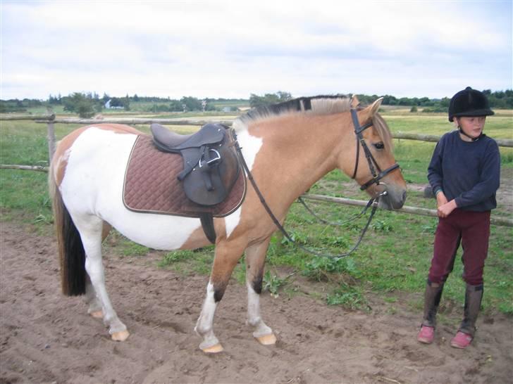 Anden særlig race Safir(Du er i mit hjert  billede 12