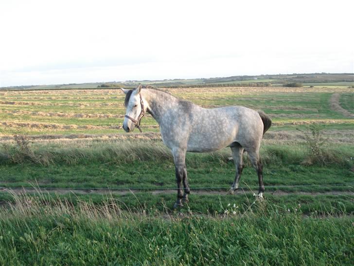 Anden særlig race Million Dollar Baby SOLGT - 30/8  slapper af på folden. .. billede 5