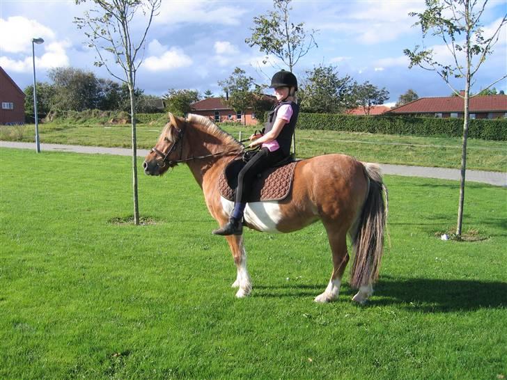 Anden særlig race Safir(Du er i mit hjert  - jeg sidder som en klovn.. heeh billede 13