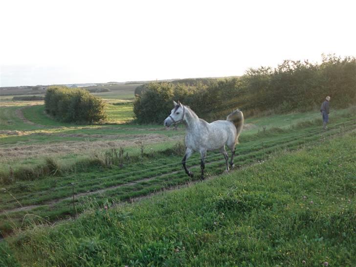 Anden særlig race Million Dollar Baby SOLGT - Charmetrold<3 !! billede 6