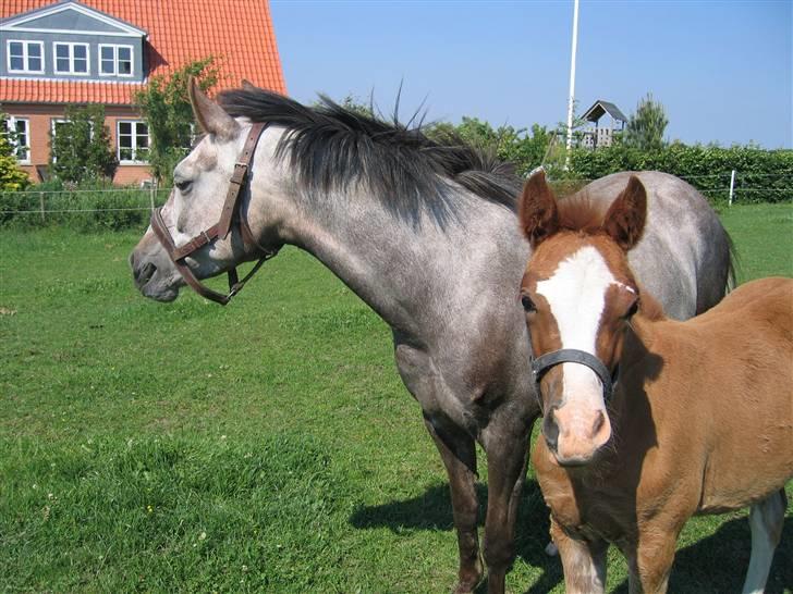 Anden særlig race Miss Breeze - her er breeze og miss light ( breezes mor) på græs.. billede 12