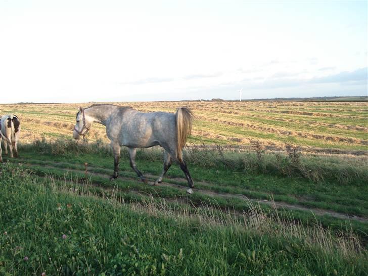 Anden særlig race Million Dollar Baby SOLGT - Victor er blevet rigtig gode venner med fars køer :P hehe billede 7