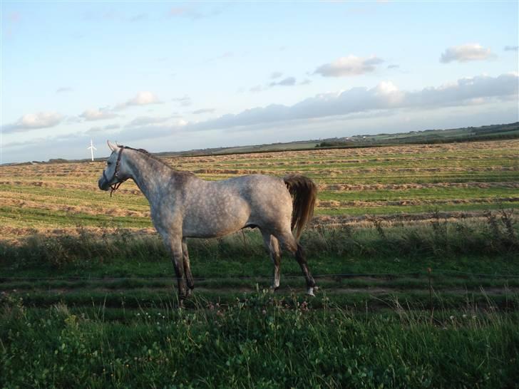 Anden særlig race Million Dollar Baby SOLGT - så smuk han er<3  billede 8