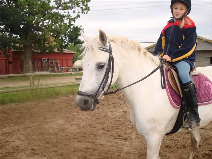 Connemara pilgaard`s silver stone  - Holder lige pause i springtimen!! billede 10