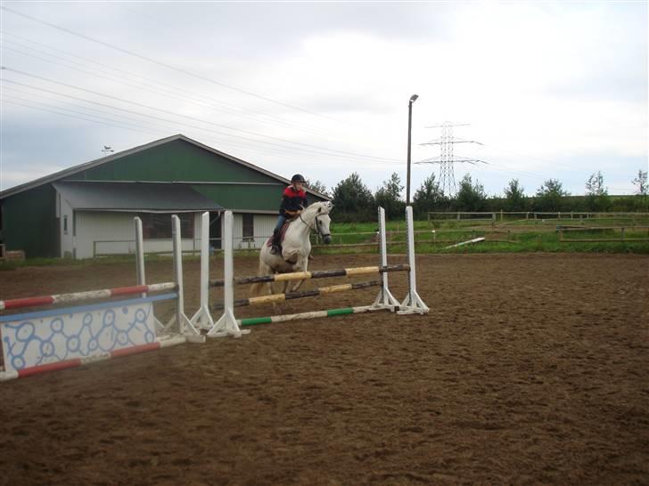 Connemara pilgaard`s silver stone  - Lige over en lille okser på 80 cm... billede 12