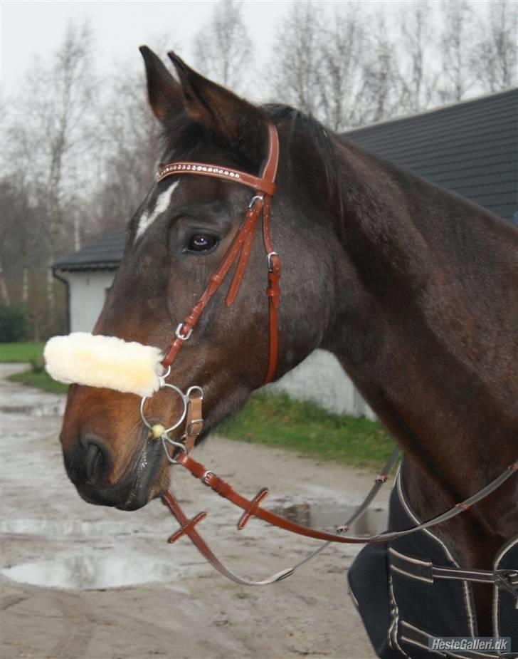 Dansk Varmblod † Pachanga(Baby) † - 30/11 08: Smukke Baby foto:Katrine Olsen billede 9